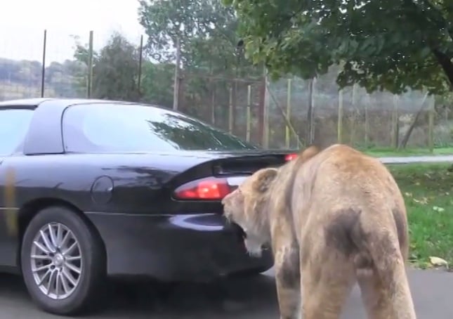 Video: Lion Chews on Euro-Spec 4th Gen Camaro